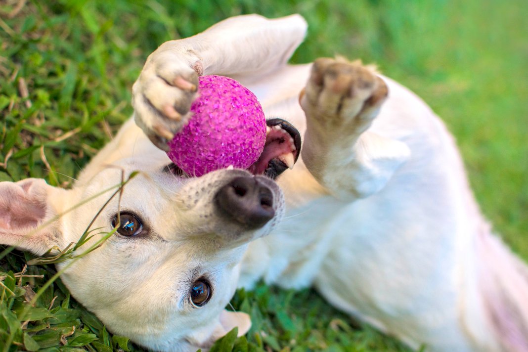 5 tips to ensure the best life for your pets at home