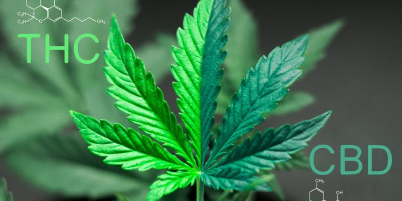 C:\Users\DELL INSPIRON\Downloads\Medical-Marijuana_feature.jpeg