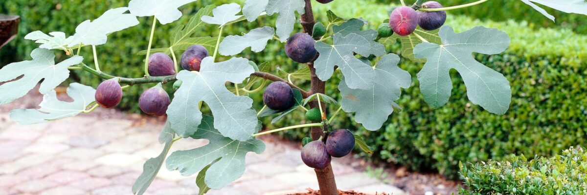 How to Grow Figs?