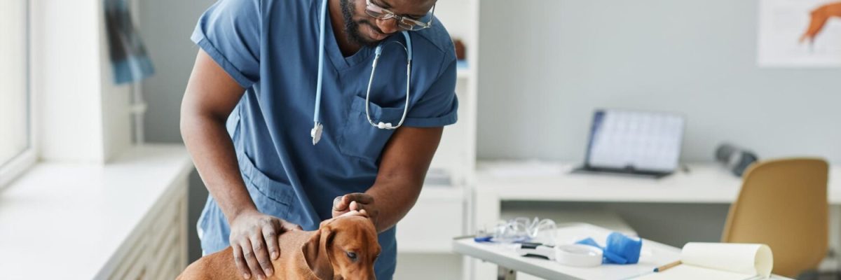 How Animal Hospitals Support Long-Term Pet Wellness