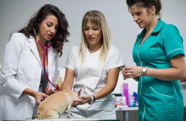 4 Services That Distinguish Animal Hospitals From Small Clinics